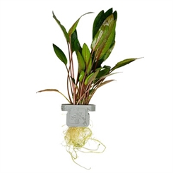 Cryptocoryne beckettii Petchii 108A CLP